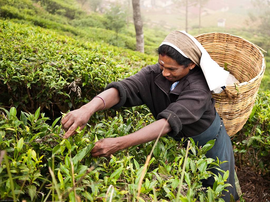 Индийский чай. какой чай лучше? как заваривать чай