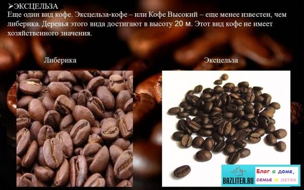 Характеристика бразильского кофе
