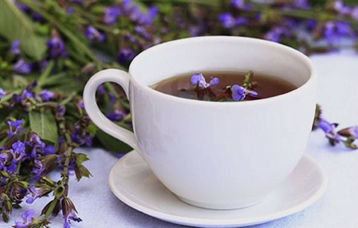 Чай из шалфея: польза и вред для женщин и мужчин