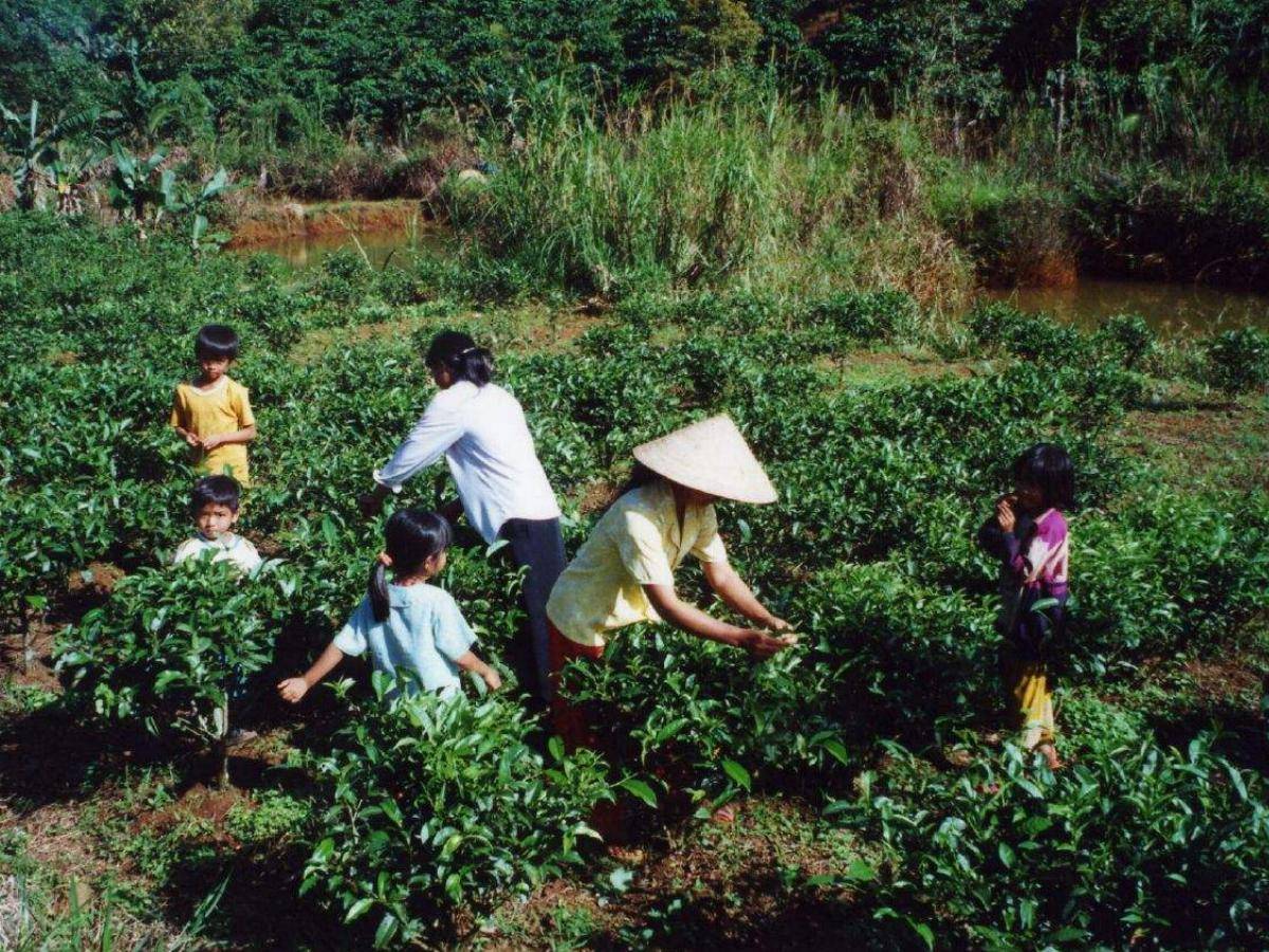 Вьетнамский кофе в зернах: далат, тай нгуен, trung nguyen от эксперта
