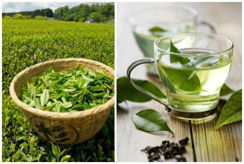 Зеленый чай. стройность в каждой чашке