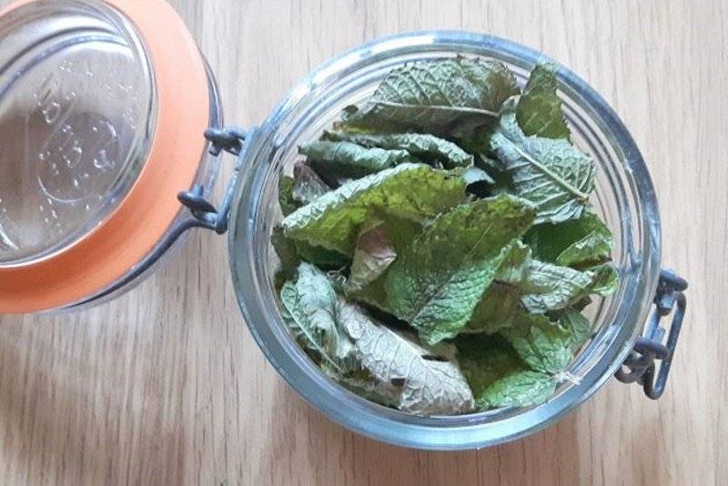 Как сушить мяту в домашних условиях на зиму для чая, как сохранить растение