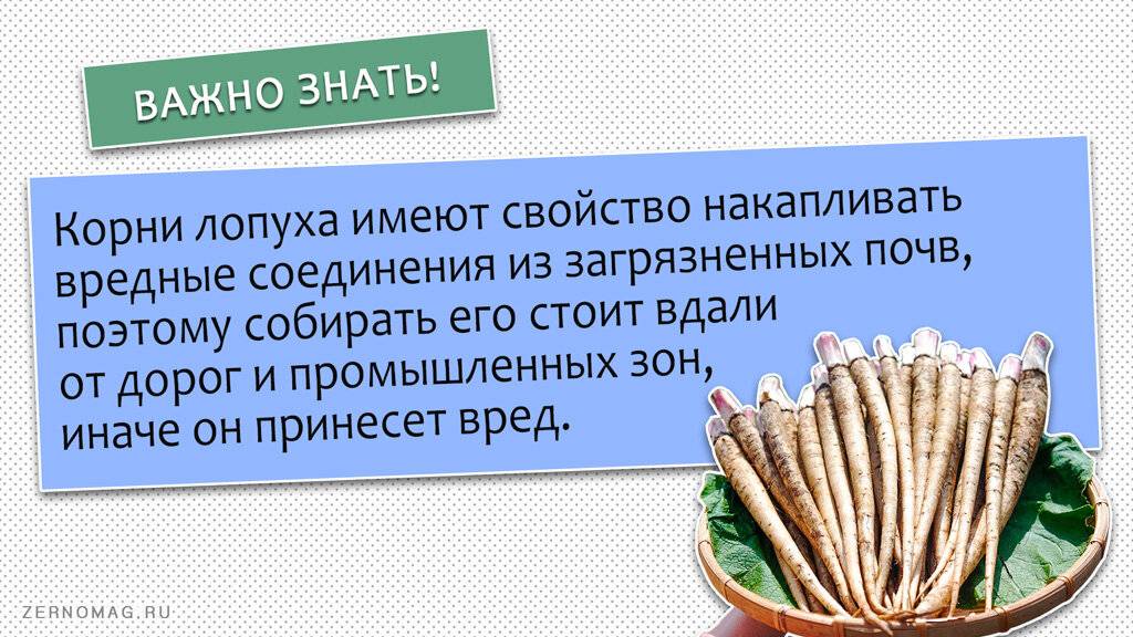 Польза и вред корня лопуха – лечебные свойства и противопоказания