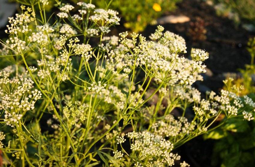 Приготовление анисового чая и отвара из семян