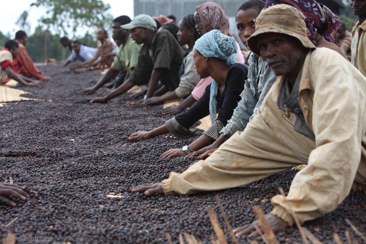 Кофе из Непала