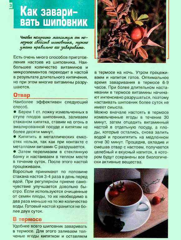 Какие болезни лечит почечный чай ортосифон: о растении, польза и вред от напитка, для похудения, при беременности и лактации, как правильно готовить