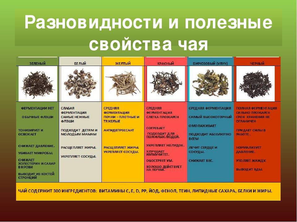 Чай: его виды, особенности сортов, свойства и разновидности (черный, зеленый)