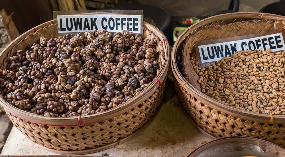 Кофе лювак: как делают самый дорогой в мире кофе