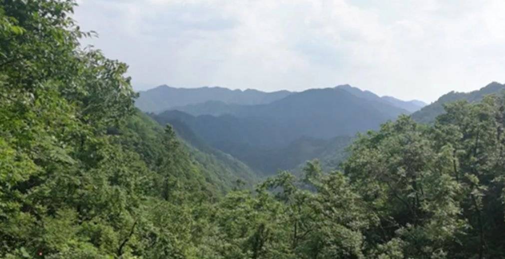 Чай Те Ло Хань (Железный Архат) – наслаждение «утесной» мелодией