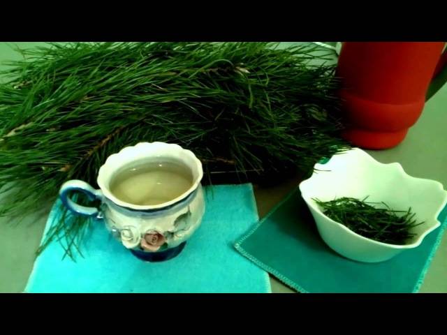 Польза хвойного чая » народные средства и народные рецепты