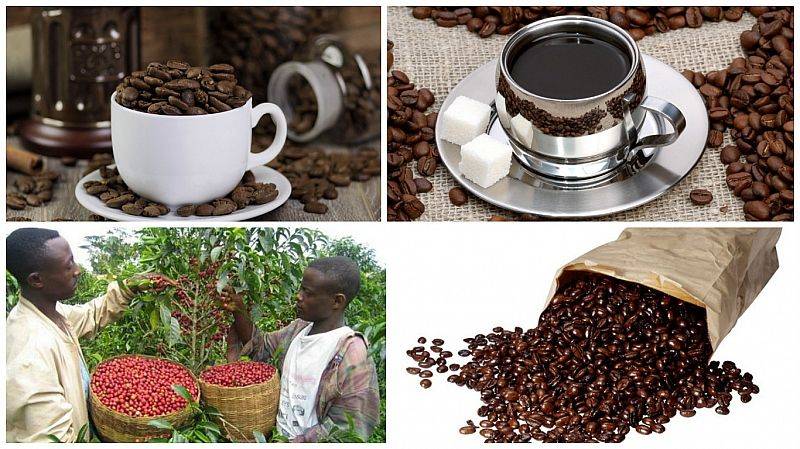 Где выращивают кофе, крупные страны производители и родина напитка