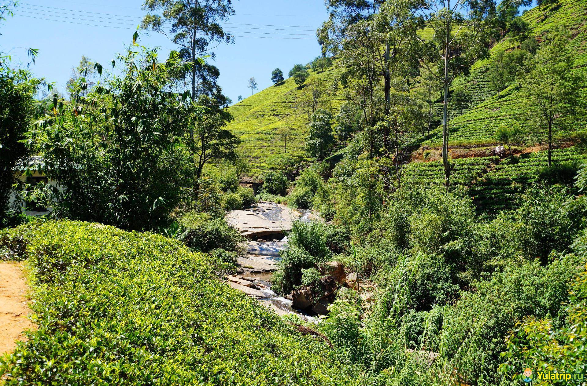 Лучшие чайные плантации мира – чай не ведает границ