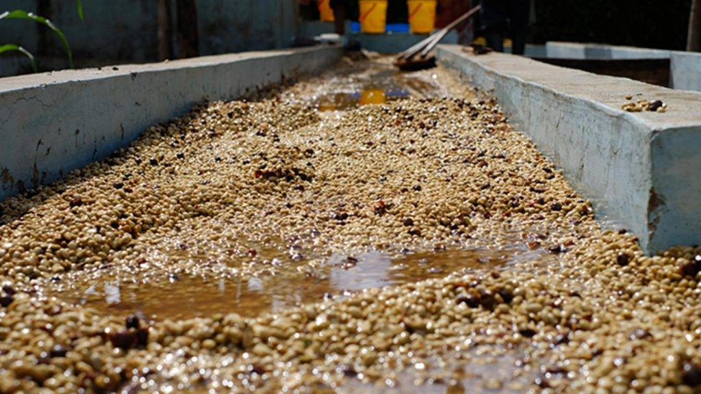 Где выращивают кофе