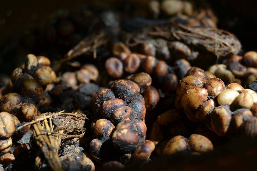 Кофе лювак копи из какашек, название напитка из кала животных из вьетнама