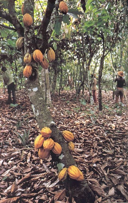 Дерево какао и его описание