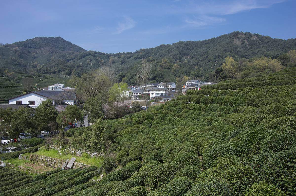 Чай Лунцзин