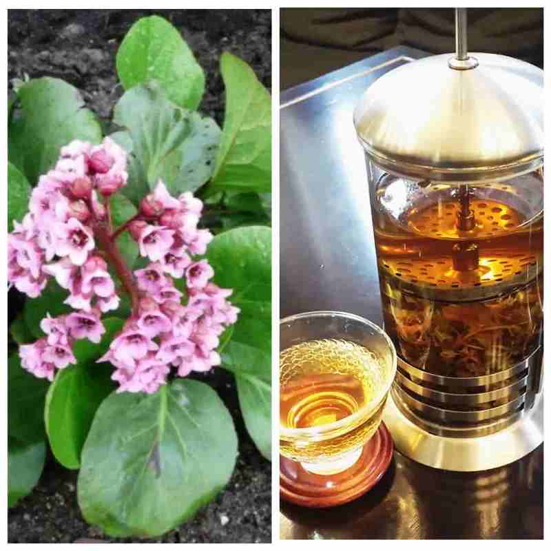Чай саган дайля | полезные свойства и как заваривать