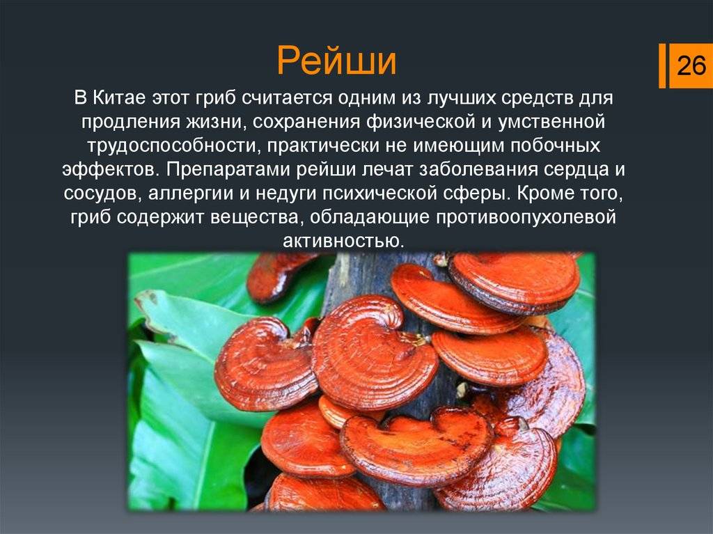 Грибы рейши. полезные и лечебные свойства грибов рейши. отзывы и противопоказания