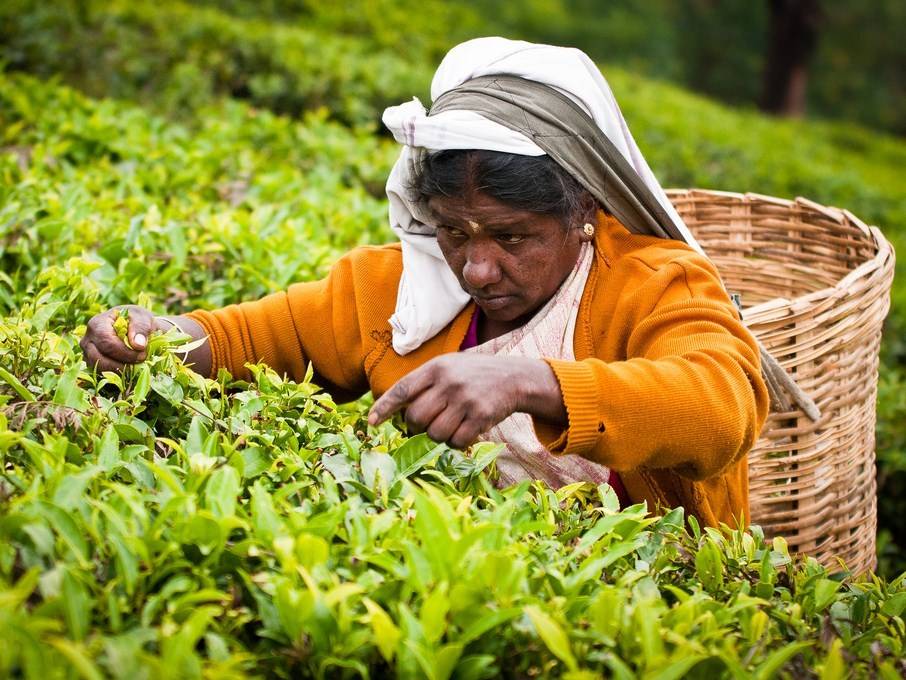 Чайные плантации шри-ланки – родина любимого напитка