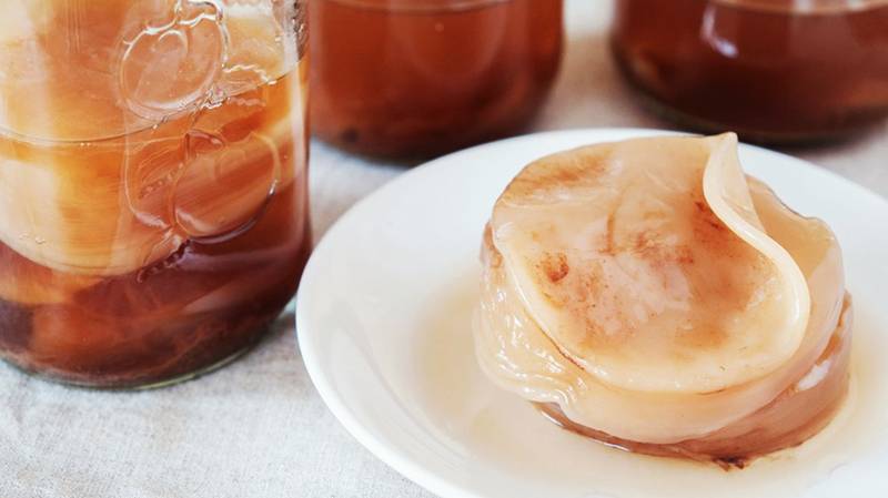 Грибной чай (Kombucha): польза и вред, как вырастить медузомицет