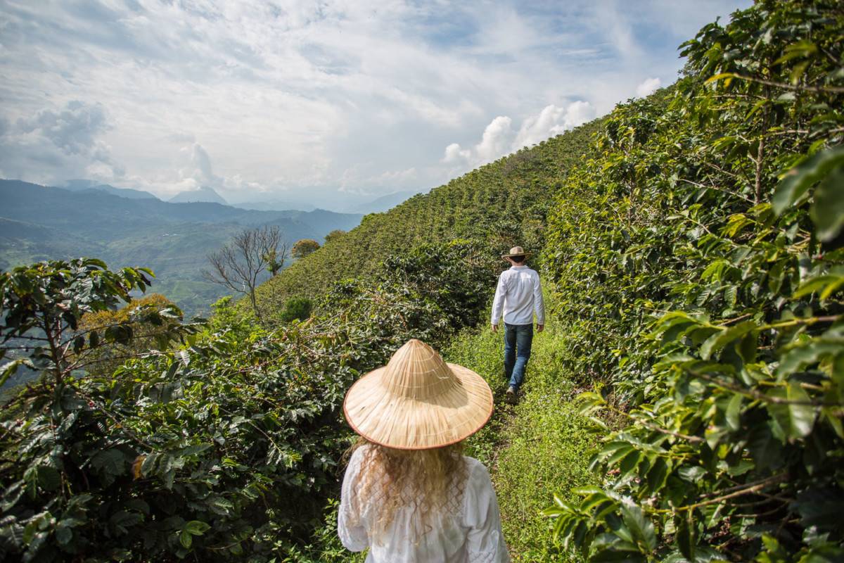 Характеристика кофе из Зимбабве