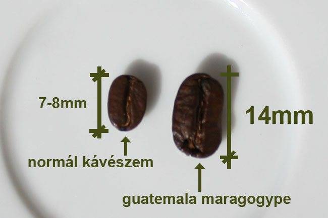 Кофе Никарагуа