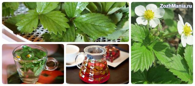 Листья земляники: лечебные свойства и противопоказания, состав, чем полезен чай для здоровья женщин, при беременности