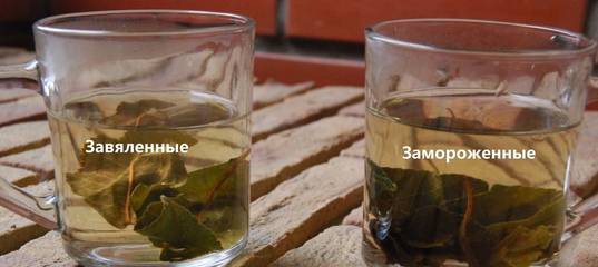Вишневый и абрикосовый чай – как сделать настоящий чай из фруктовых листьев : отзыв