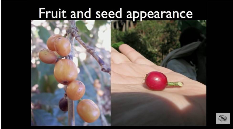 Характеристика сорта арабики Катимор (Catimor)