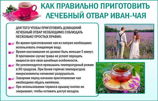 Как заваривать иван-чай: полезные свойства чая
