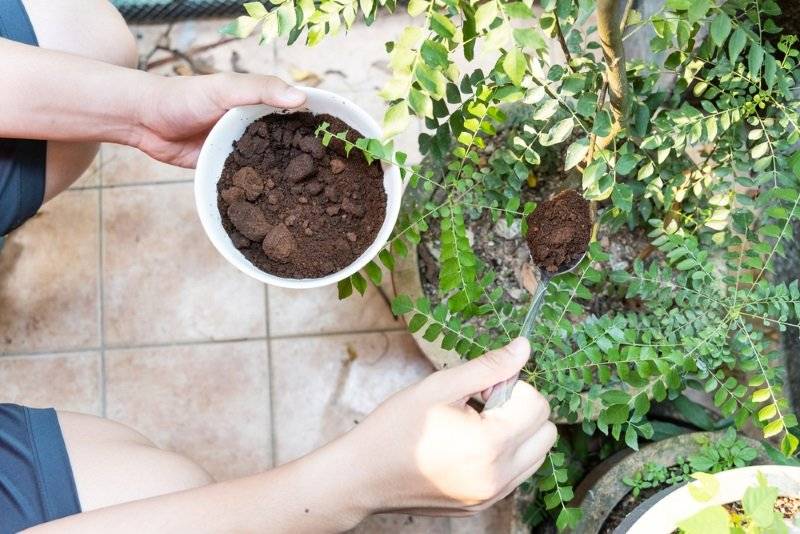 Удобрение из кофейной гущи — для комнатных растений и как применять