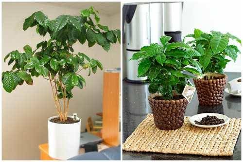 Кофейное дерево в домашних условиях