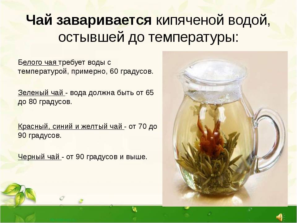 Чай из цикория: польза и правила заваривания