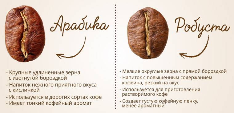 Кофе робуста: виды, особенности напитка и в чем разница робусты от арабики - кофевед