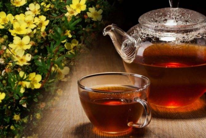 Курильский чай полезные, лечебные свойства для здоровья