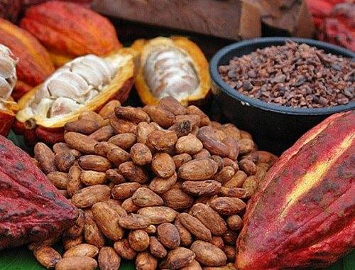 Свойства и применение масла какао