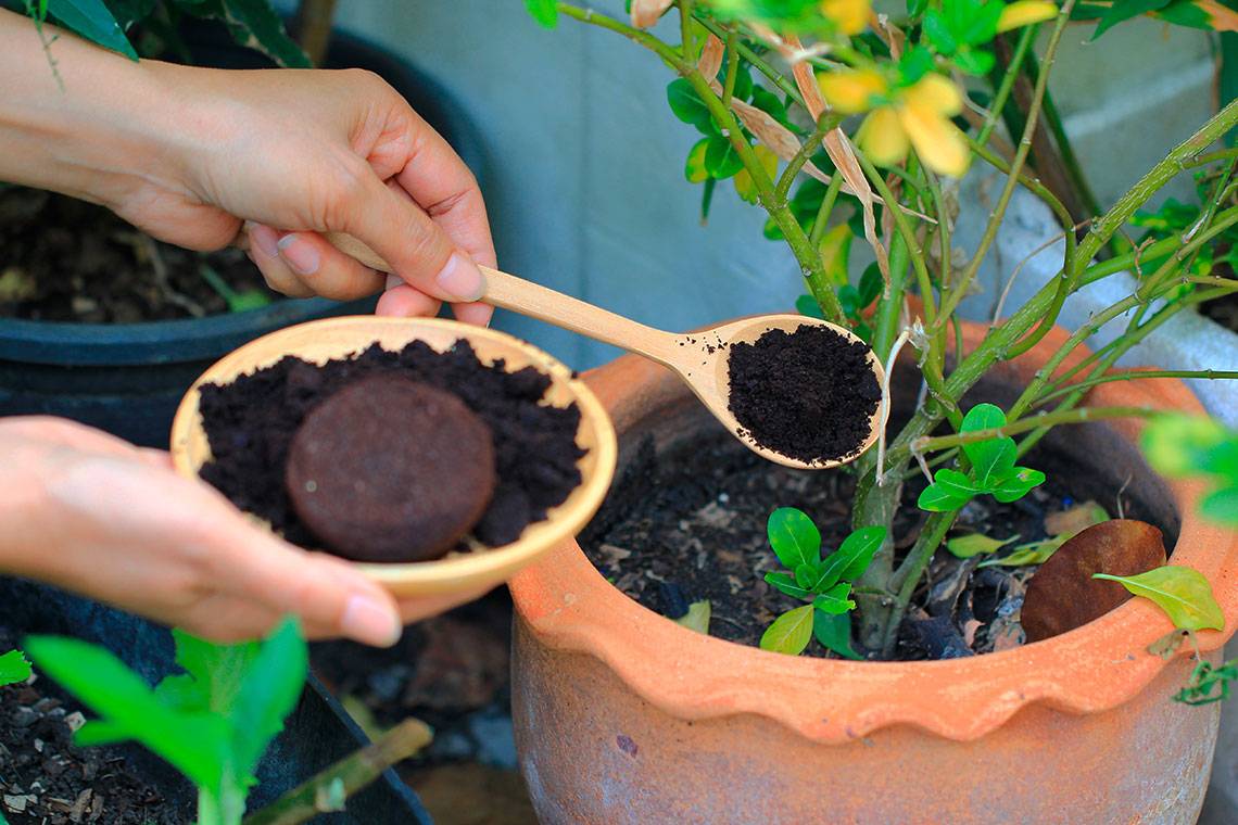 Кофейная гуща как удобрение для огорода — для каких растений использовать