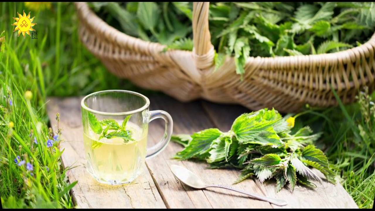 Чай из крапивы: польза для организма. как собирать, сушить, хранить и использовать крапиву для лечебного чаепития