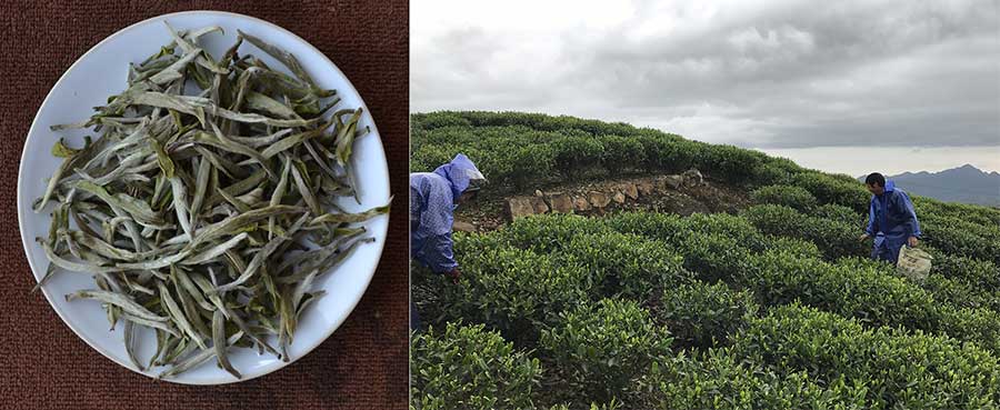 Белый чай — что это такое