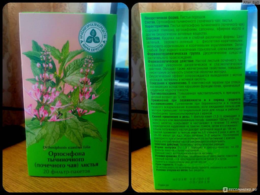 Ортосифон тычиночный. фото, лечебные свойства, рецепты применения, чай, противопоказания