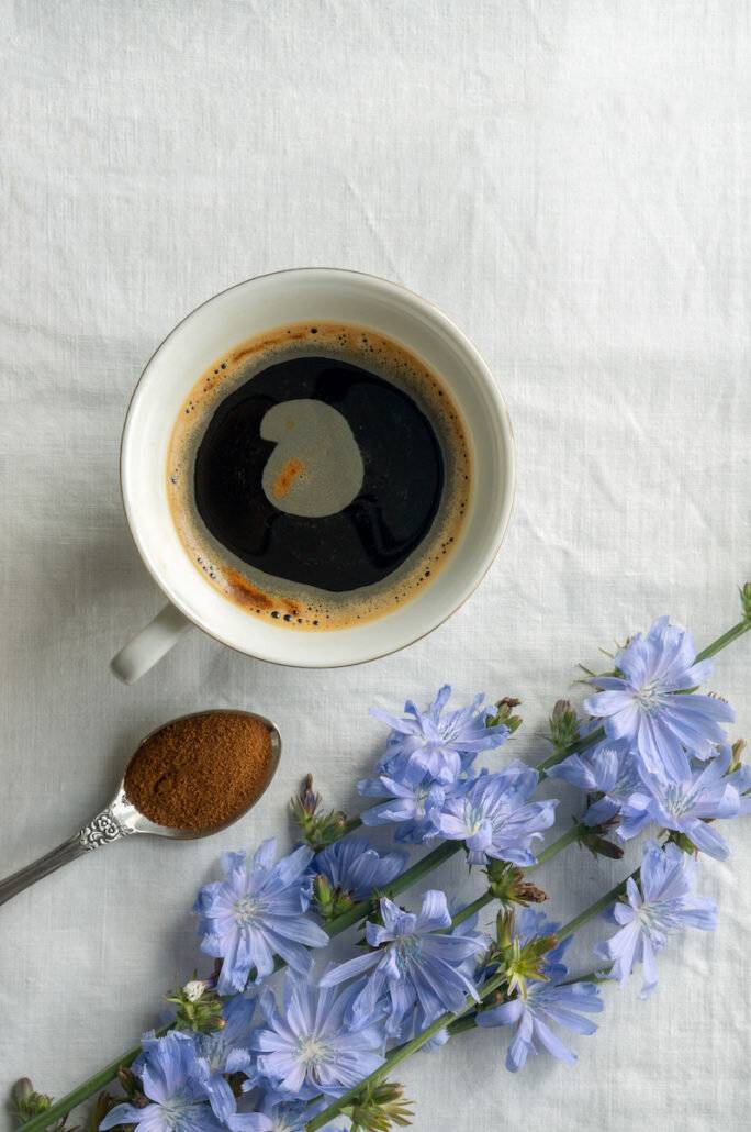 Цикорий как заменитель кофе: растворимый и молотый, польза и вред