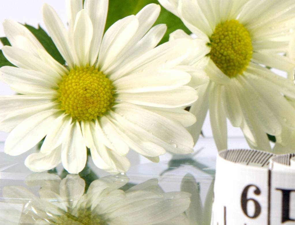 Польза и вред чая с ромашкой