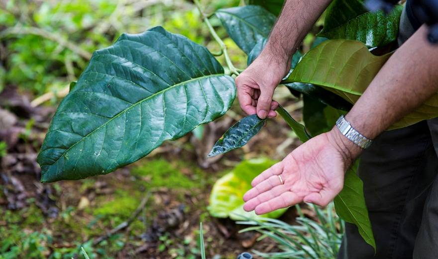 Либерика (Cofféa liberica)