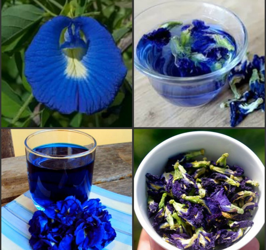Синий чай: полезные свойства и советы экспертов