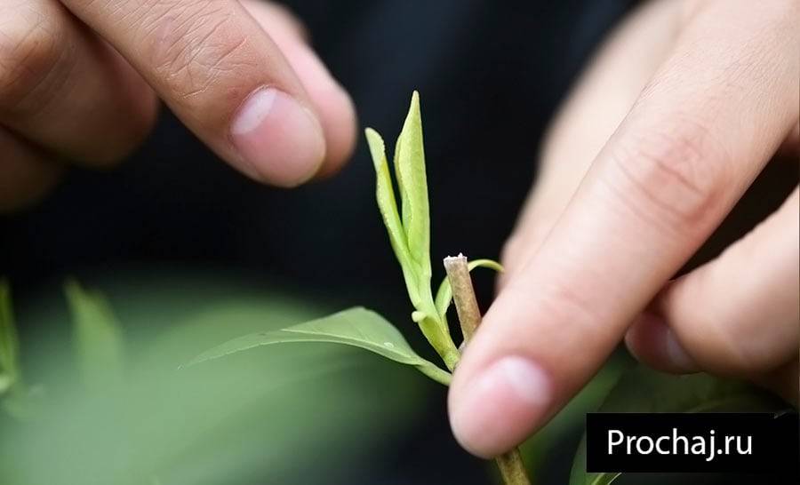 Полезные свойства чая Лунцзин (Колодец дракона) и его разновидности