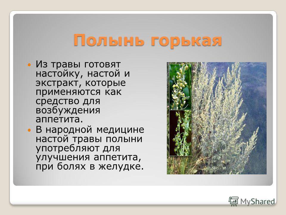 Трава полынь: лечебные свойства и показания к применению