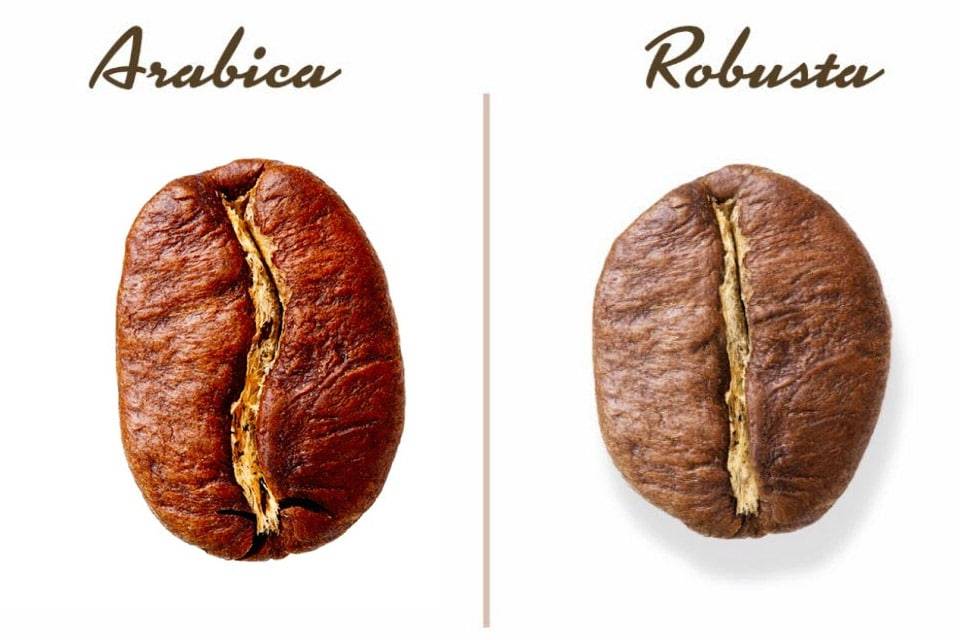 Арабика и робуста: в чем разница, простым языком о двух сортах кофе