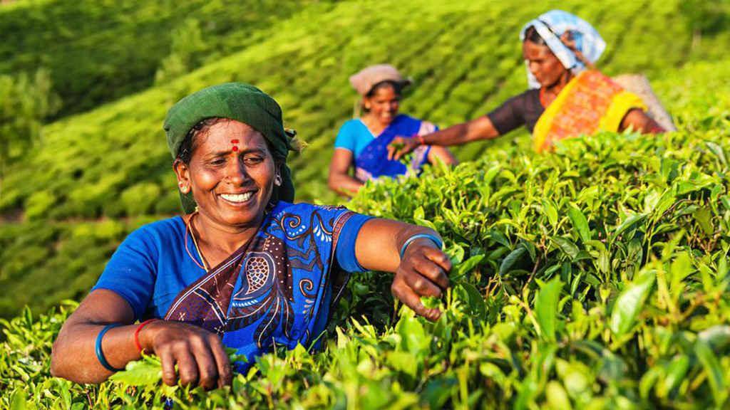 Плесень и пестициды: из каких стран привозят самый опасный чай