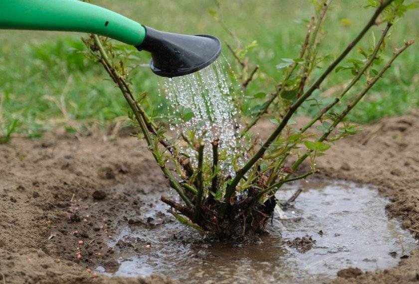 7 рецептов душистого чая из шиповника (+полезные свойства и противопоказания)