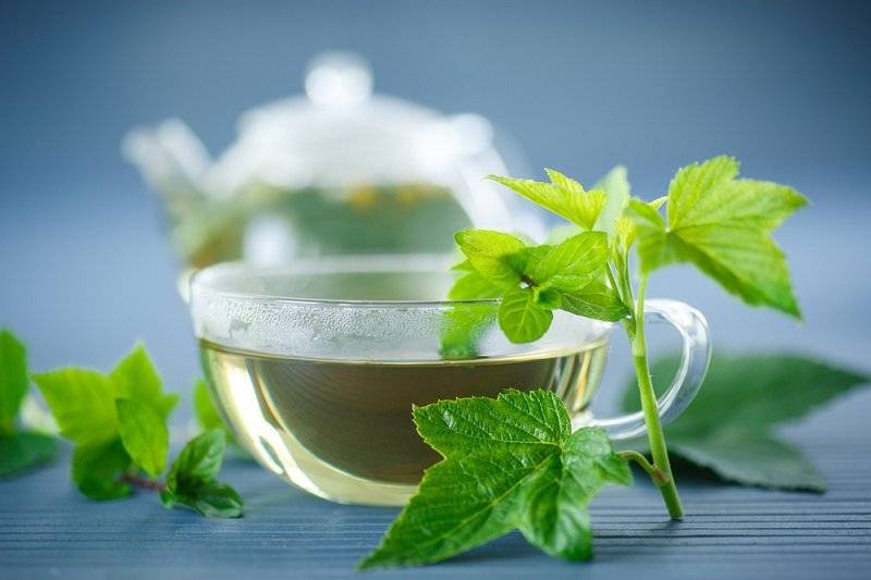 Чай из листьев смородины с пользой для организма